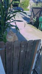 Lost Male Cat last seen Near west Gutierrez front yard , Santa Barbara, CA 93101
