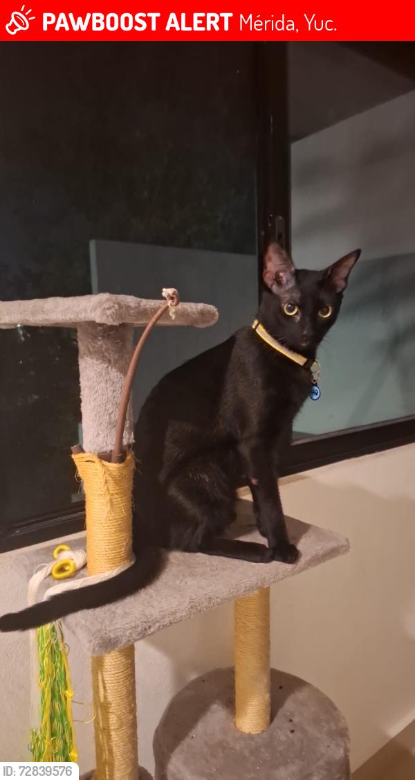 Lost Male Cat last seen Calle18 , Mérida, Yuc. 97134