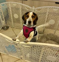 Found/Stray Male Dog last seen Side of 95 freeway , Las Vegas, NV 89101