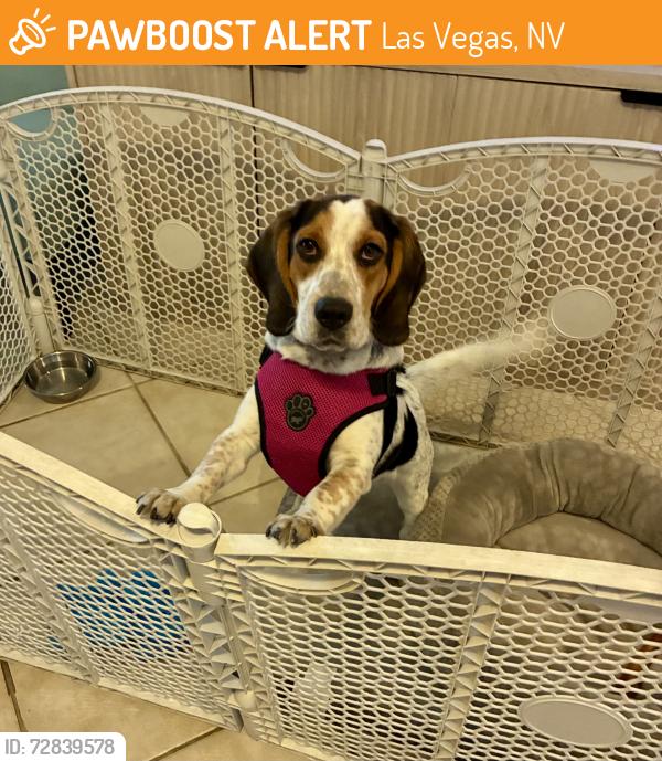 Found/Stray Male Dog last seen Side of 95 freeway , Las Vegas, NV 89101