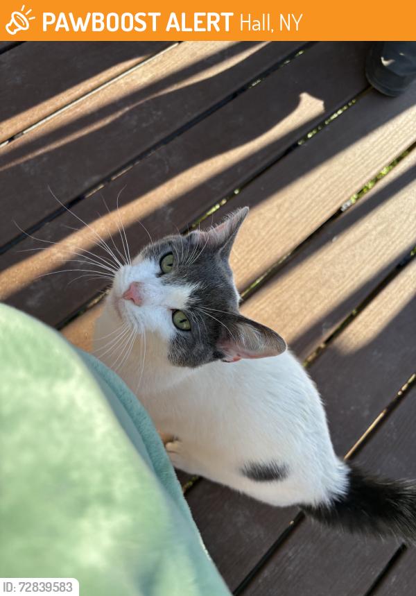 Found/Stray Male Cat last seen Clark St., Hall, NY 14461