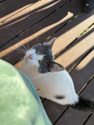 Found/Stray Male Cat last seen Clark St., Hall, NY 14461