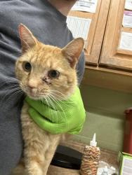 Shelter Stray Male Cat last seen Near , Indianapolis, IN 46221