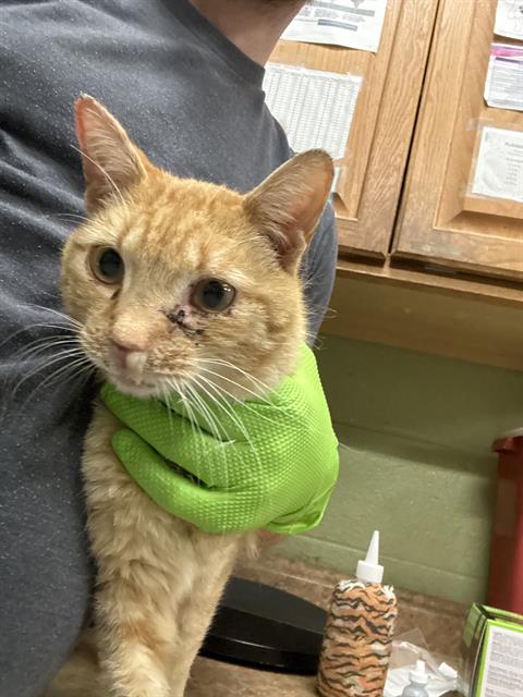 Shelter Stray Male Cat last seen Near , Indianapolis, IN 46221