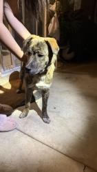 Found/Stray Male Dog last seen mesquite st and maple ave hesperia, Hesperia, CA 92345