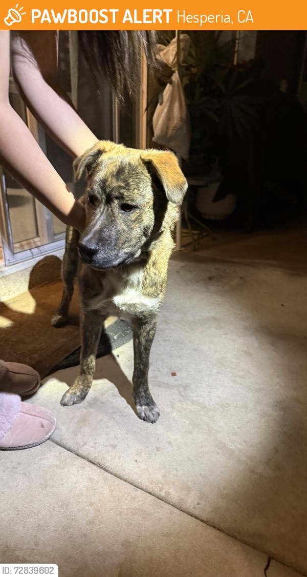 Found/Stray Male Dog last seen mesquite st and maple ave hesperia, Hesperia, CA 92345