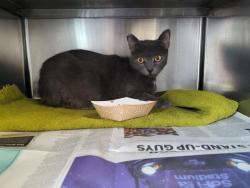Shelter Stray Female Cat last seen , San Pedro, CA 90731