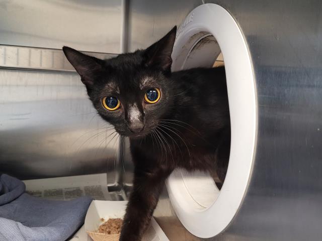 Shelter Stray Female Cat last seen , San Pedro, CA 90731