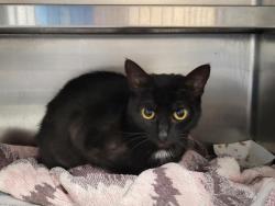 Shelter Stray Female Cat last seen , San Pedro, CA 90731
