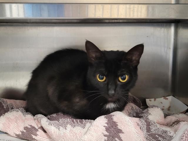 Shelter Stray Female Cat last seen , San Pedro, CA 90731