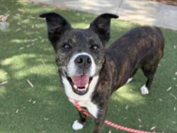 Shelter Stray Female Dog last seen , San Pedro, CA 90731