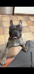 Lost Male Dog last seen Near to truman rd, Kansas City, MO 64126