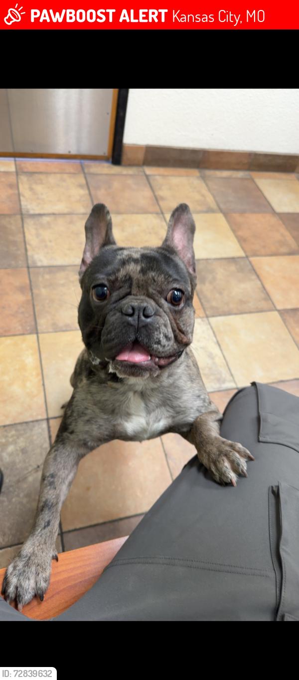 Lost Male Dog last seen Near to truman rd, Kansas City, MO 64126