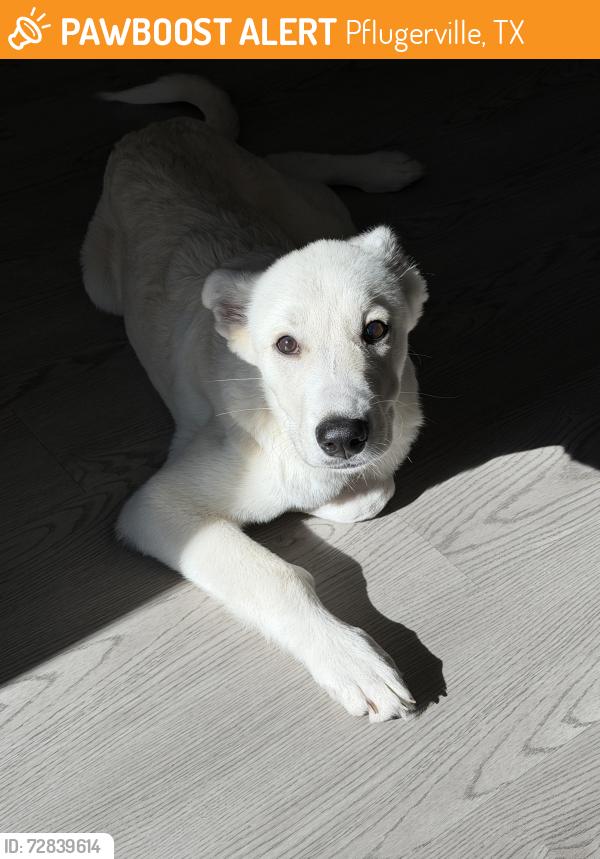 Found/Stray Male Dog last seen Bridge at tech crossing apmts , Pflugerville, TX 78660