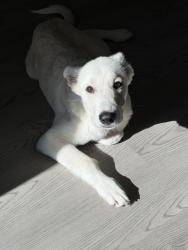 Found/Stray Male Dog last seen Bridge at tech crossing apmts , Pflugerville, TX 78660