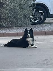 Found/Stray Unknown Dog last seen La Adelita and Frontera, El Paso, TX 79922