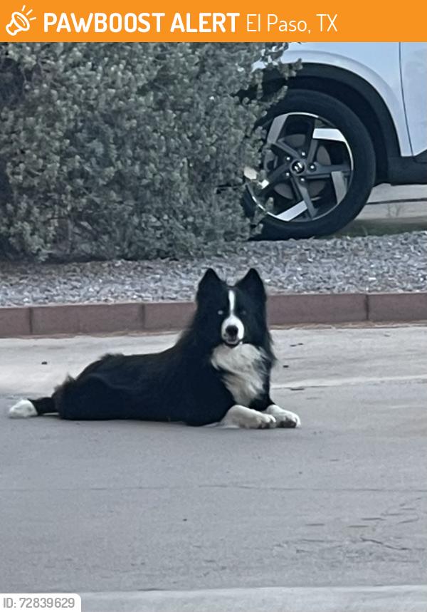 Found/Stray Unknown Dog last seen La Adelita and Frontera, El Paso, TX 79922