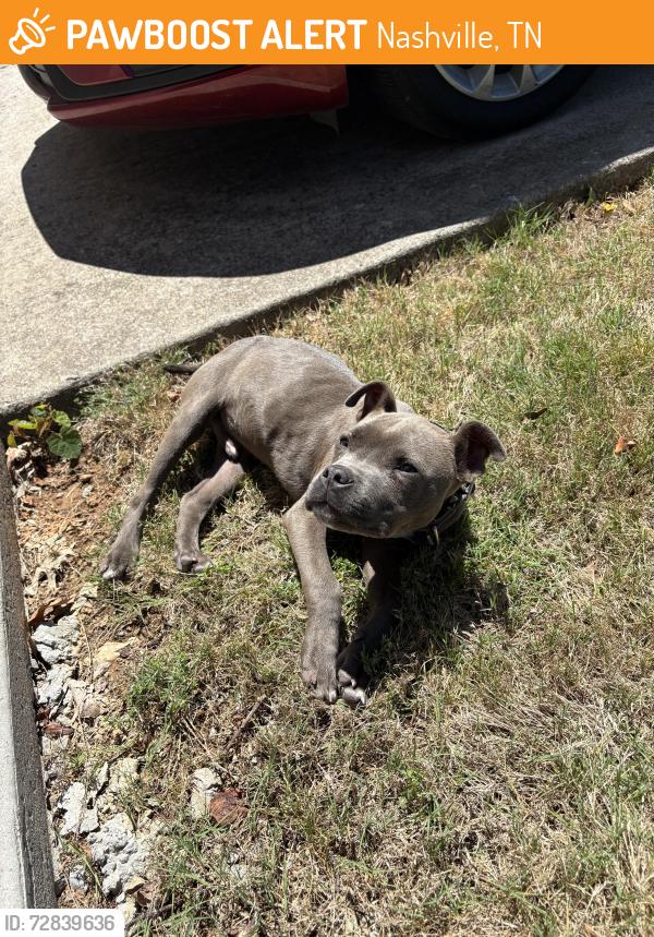 Found/Stray Male Dog last seen Claycreek & Hamlet Hill, Nashville, TN 37013
