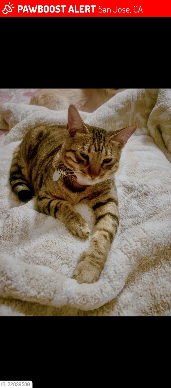 Found/Stray Female Cat last seen Tasman and north first street , San Jose, CA 95134