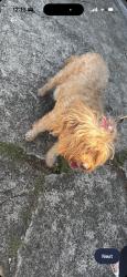 Found/Stray Female Dog last seen Ravenscroft, Dallas, TX 75230