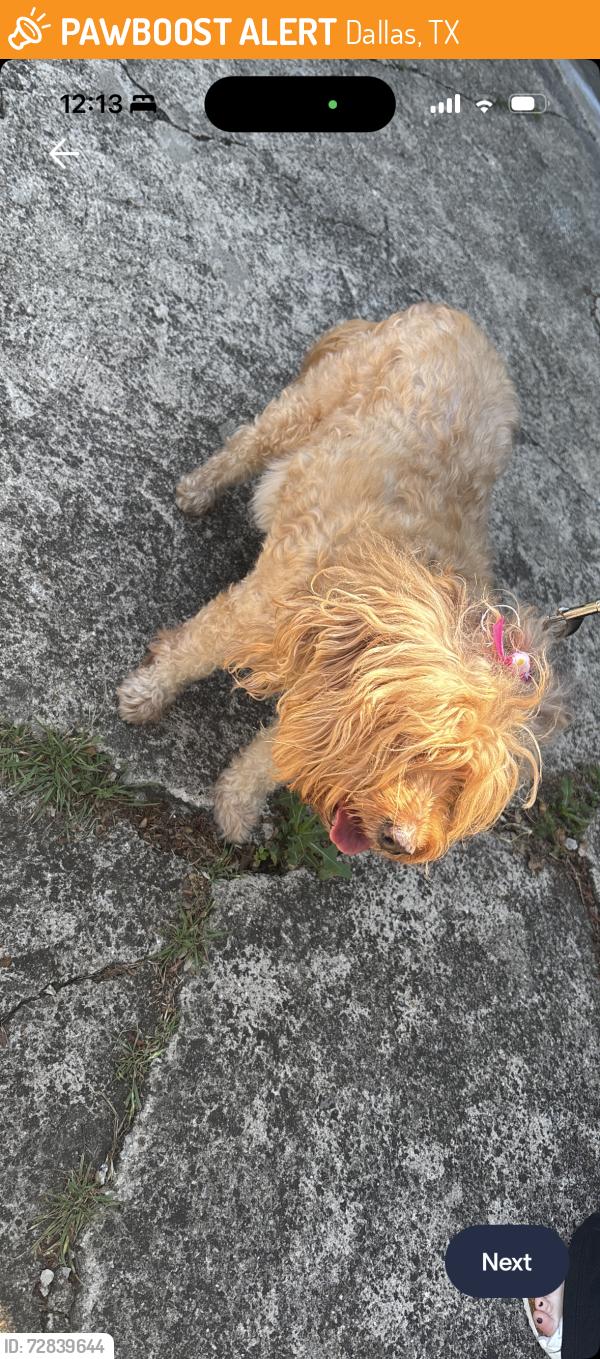 Found/Stray Female Dog last seen Ravenscroft, Dallas, TX 75230
