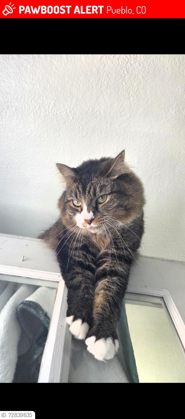 Lost Male Cat last seen Pueblo and Thatcher, Pueblo, CO 81005