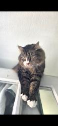 Lost Male Cat last seen Pueblo and Thatcher, Pueblo, CO 81005