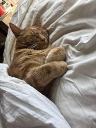 Found/Stray Female Cat last seen super target, Woodbury, MN 55125