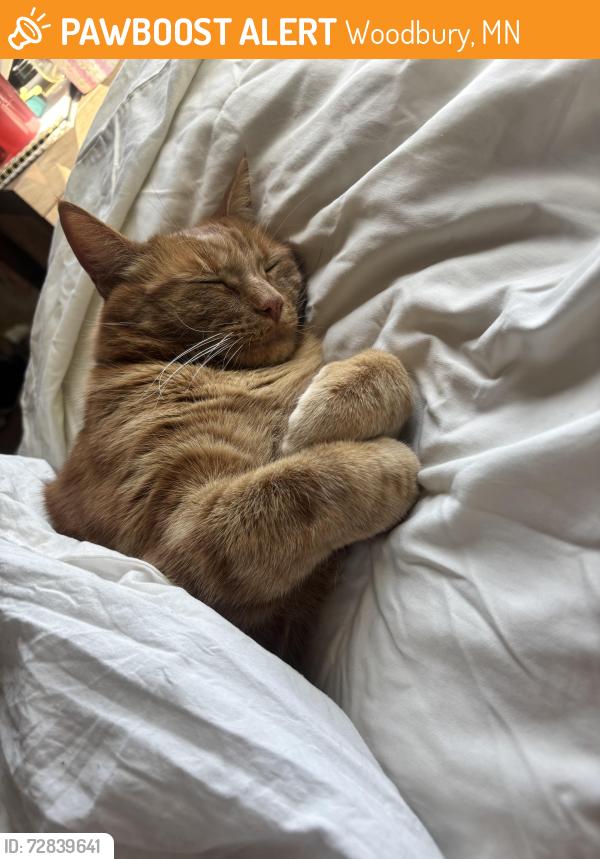 Found/Stray Female Cat last seen super target, Woodbury, MN 55125