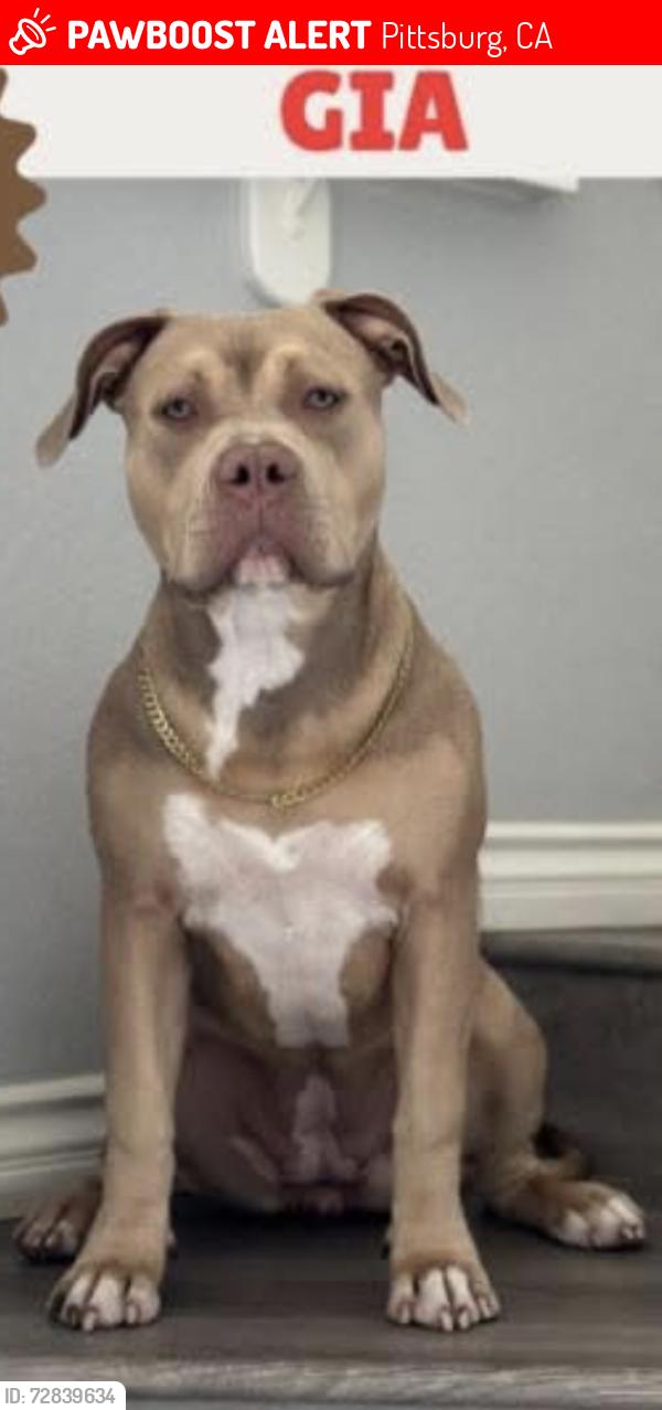 Lost Female Dog last seen Cruce de Woodill Dr con Clearwood St Pittsburg 94520, Pittsburg, CA 94565