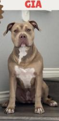 Lost Female Dog last seen Cruce de Woodill Dr con Clearwood St Pittsburg 94520, Pittsburg, CA 94565