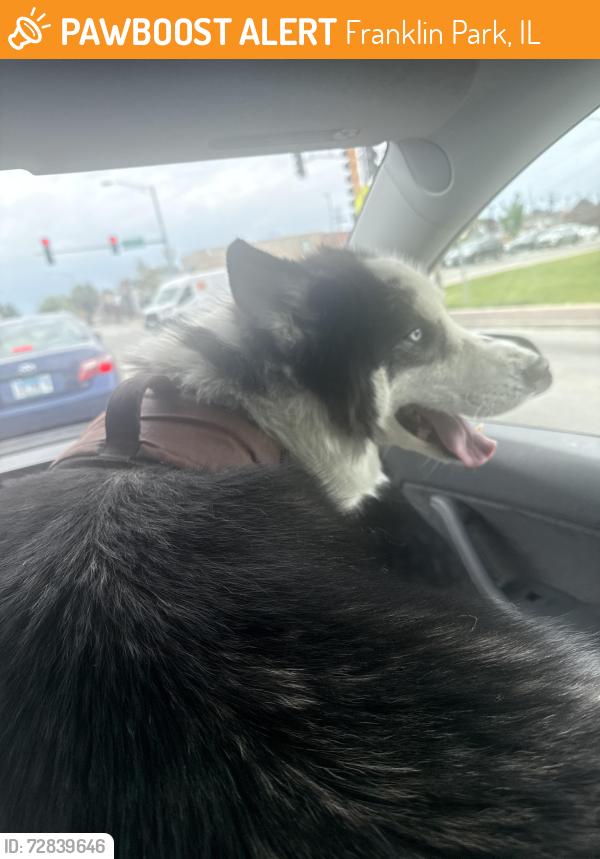 Found/Stray Male Dog last seen Near n Fullerton , Franklin Park, IL 60131