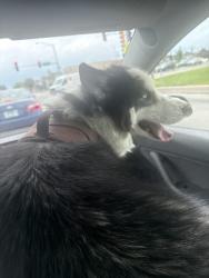 Found/Stray Male Dog last seen Near n Fullerton , Franklin Park, IL 60131