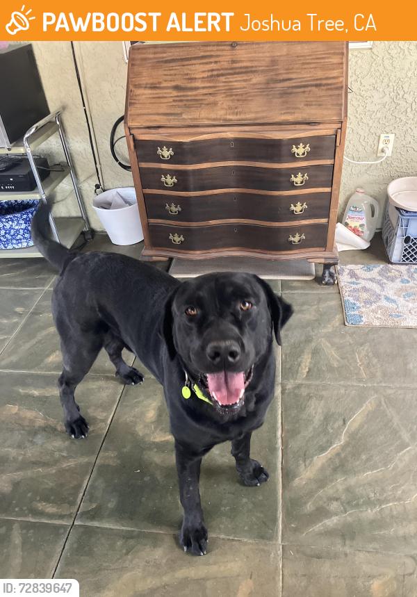Found/Stray Male Dog last seen Alta Loma and Sunny vista. Joshua tree, Joshua Tree, CA 92252