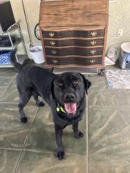 Found/Stray Male Dog last seen Alta Loma and Sunny vista. Joshua tree, Joshua Tree, CA 92252