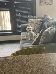 Lost Male Dog last seen Mayland Dr/ Gaskins , Henrico County, VA 23294