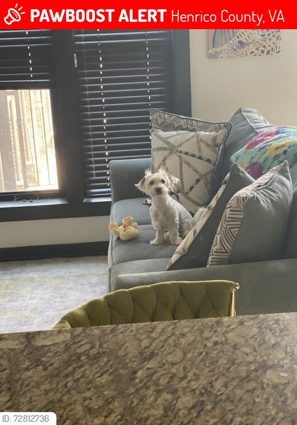 Lost Male Dog last seen Mayland Dr/ Gaskins, Henrico County, VA 23294