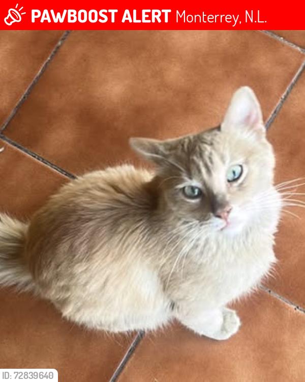 Lost Male Cat last seen Plutarco Elías Calles , Monterrey, N.L. 