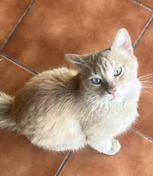 Lost Male Cat last seen Plutarco Elías Calles , Monterrey, N.L. 