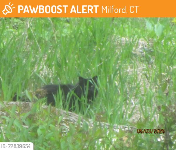 Found/Stray Unknown Cat last seen North Street, Milford, CT 06460