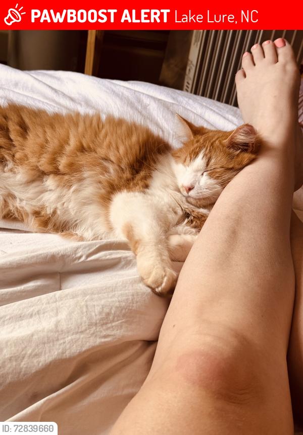 Lost Male Cat last seen Buffalo Shoals Road, Lake Lure, NC 28746