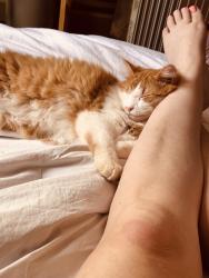 Lost Male Cat last seen Buffalo Shoals Road, Lake Lure, NC 28746