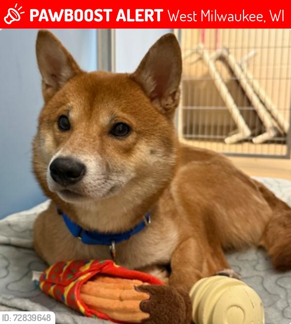Lost Male Dog last seen Down the street from West Milwaukee Middle School, West Milwaukee, WI 53214