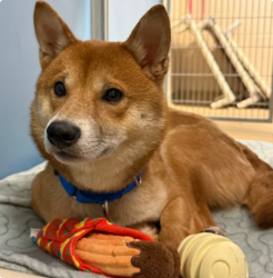 Lost Male Dog last seen Down the street from West Milwaukee Middle School, West Milwaukee, WI 53214