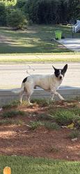 Lost Male Dog last seen Riverside Pkwy , Riverside Pkwy, GA 30331
