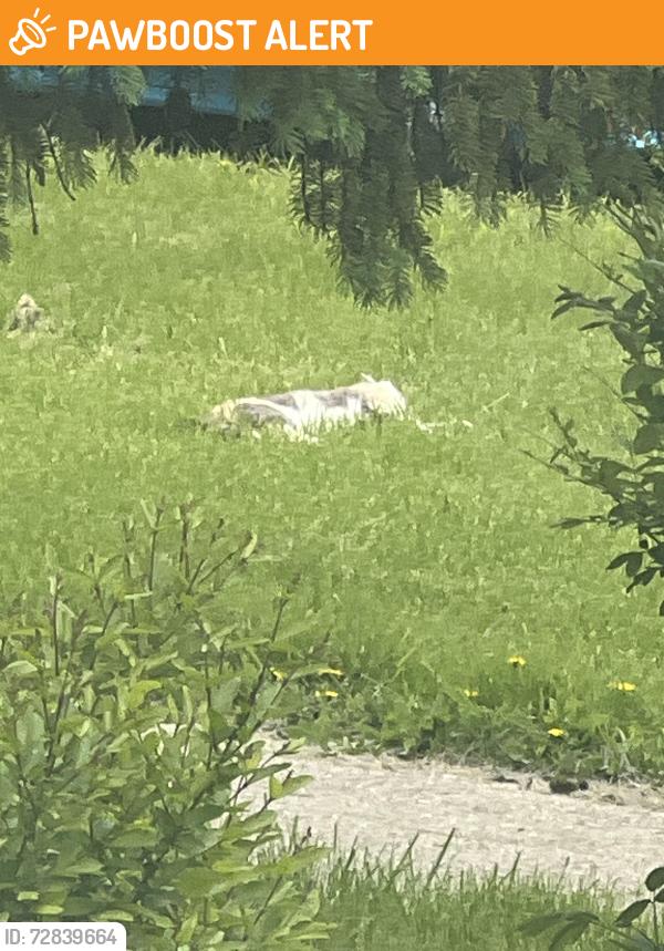 Found/Stray Unknown Cat last seen Fleck park, Leyden Township, IL 60164