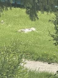 Found/Stray Unknown Cat last seen Fleck park, Leyden Township, IL 60164