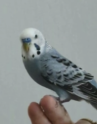 Lost Male Bird last seen St Lawrence Street E14 9QR, Greater London, England E14 9QR