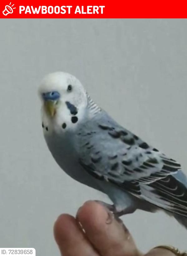 Lost Male Bird last seen St Lawrence Street E14 9QR, Greater London, England E14 9QR