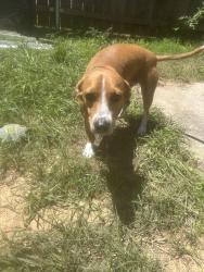 Found/Stray Female Dog last seen by miller elementary , Arlington, TX 76016